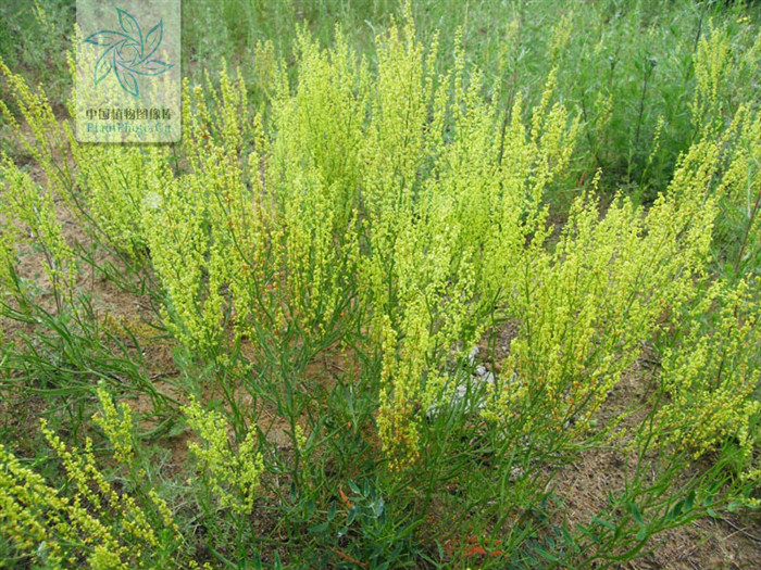  p>小酸模(学名:rumex acetosella), a href="#" data-lemmaid="