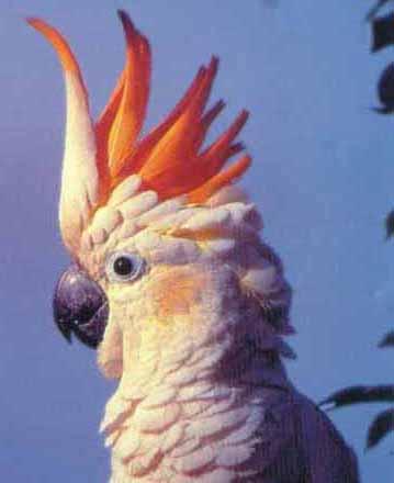  p>橘冠凤头鹦鹉(学名: i>cacatua sulphurea citrinocristata /i>)是