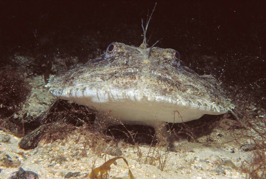  p>鮟鱇(ān kāng),俗称蚧巴鱼,蛤蟆鱼,海蛤蟆, a target="_blank"