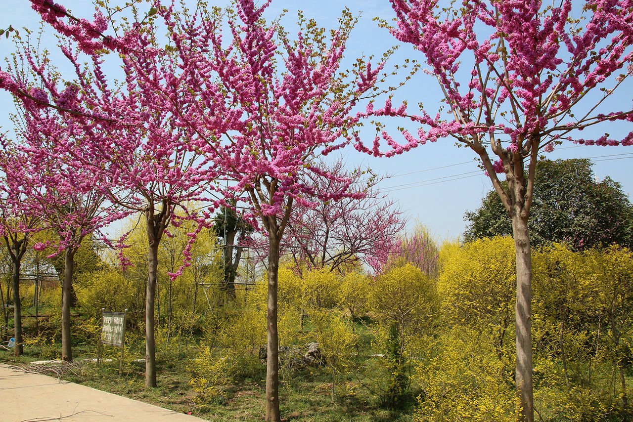  p data-id="go041ubd5n">四季春1号紫荆树是实生选育品种,由 a