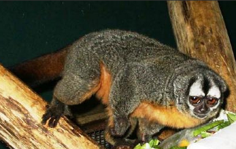  p>鬼夜猴(学名: i>aotus lemurinus /i>)是 a href="#" data-lemmaid