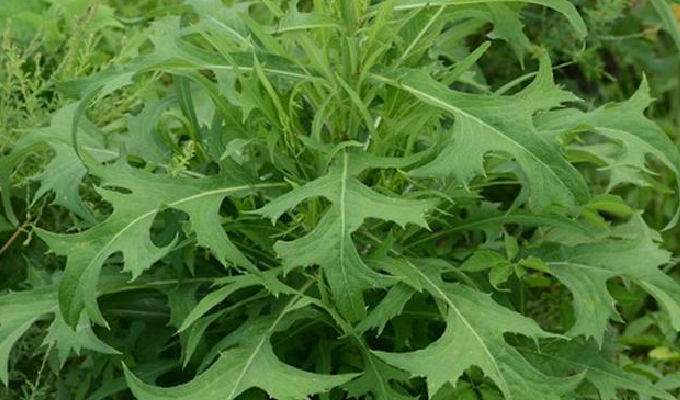 shih /i>)是菊科翅果菊属的植物,翼柄5厘米,侧裂片2-5对,总苞片4-5