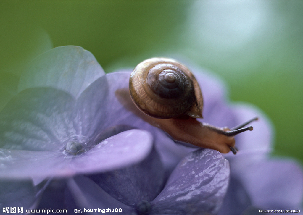 扁山蜗牛