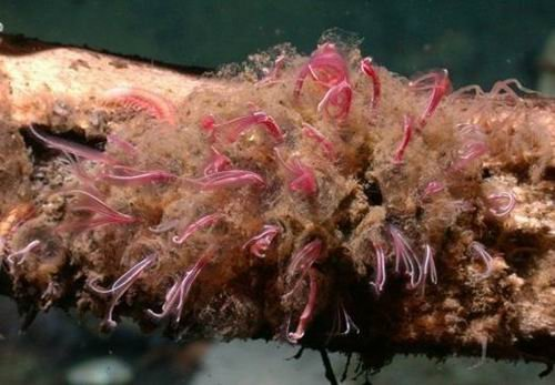 真菌和放线菌等具有分解能力的生物,也包括某些原生动物和腐食性动物