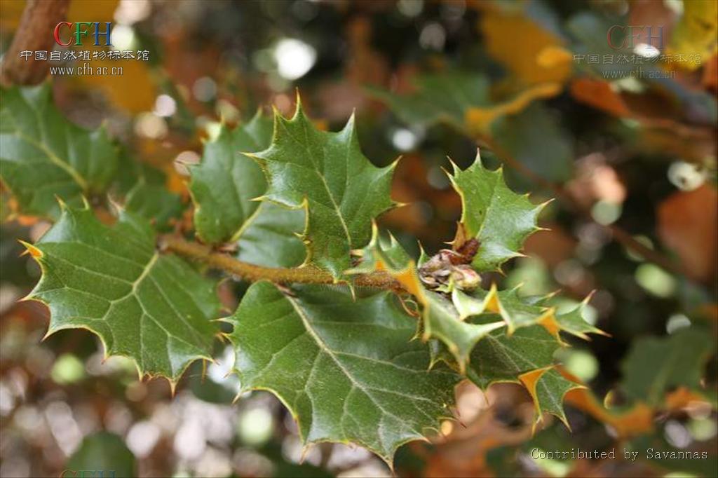  p>高山栎(学名:quercus semicarpifolia smith)是壳斗科栎属植物,栎