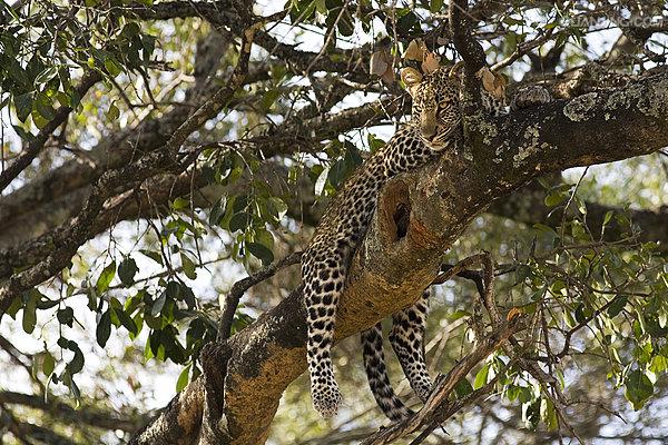 panthera pardus pardus