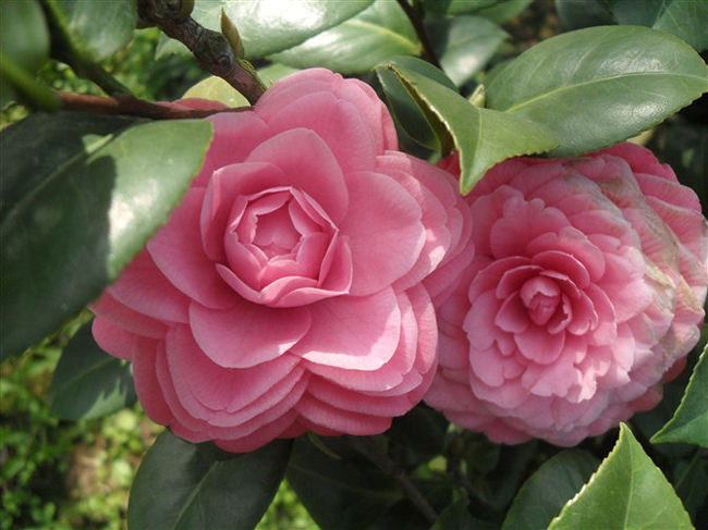  p>粉丹:福建别名—— a href="#" data-lemmaid="6533124">五色赤丹 