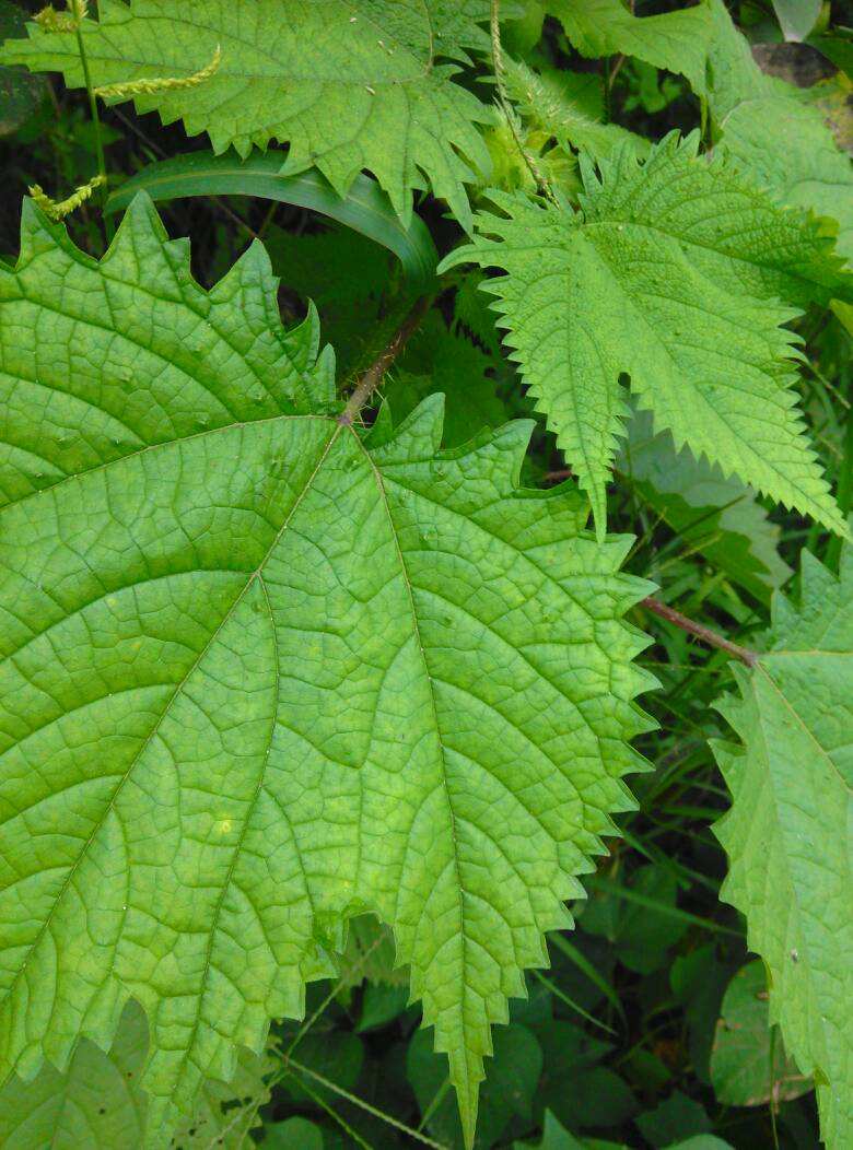 target"_blank href/item/荨麻目>荨麻目/a>荨麻科荨麻属的植物