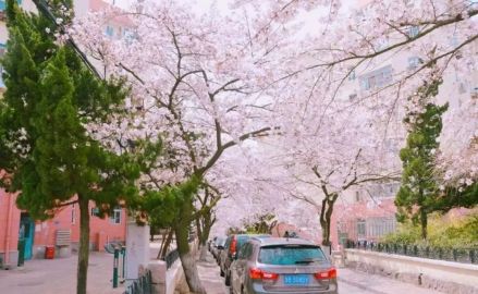 青岛樱花街_百度百科