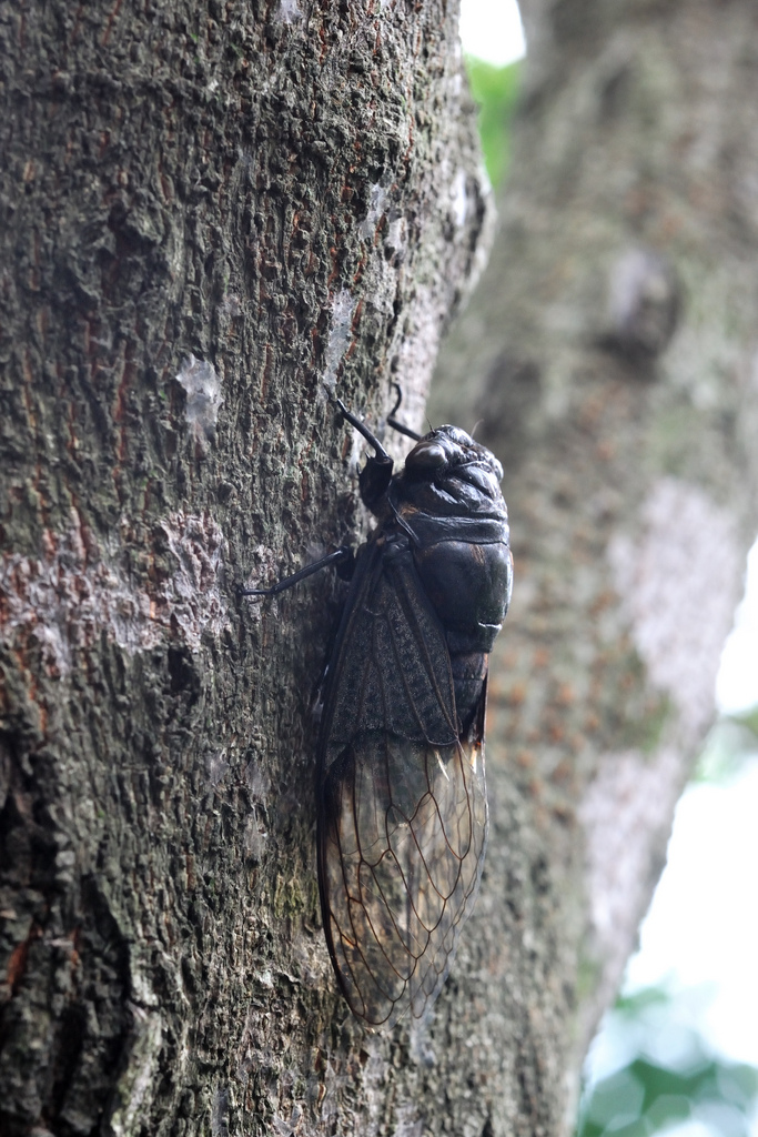  p>体长46～51mm.本种为台湾产体型最大的熊蝉类.