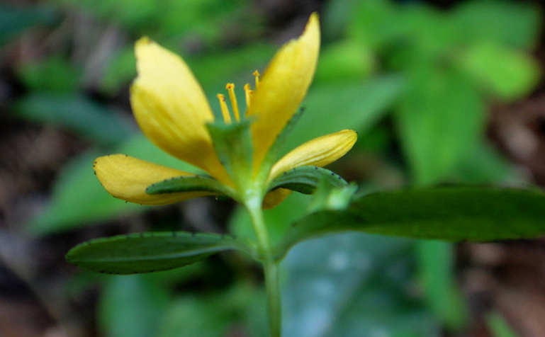  p>扬子小连翘(学名:hypericum faberi r.