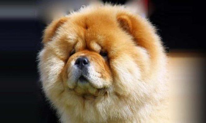 松狮犬（哺乳纲动物）_百度百科