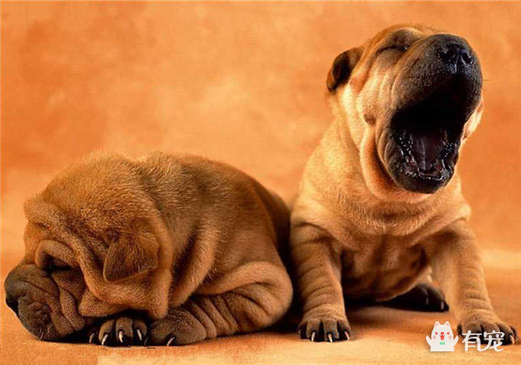 其实它是中国最早的格斗犬 沙皮犬 百科ta说