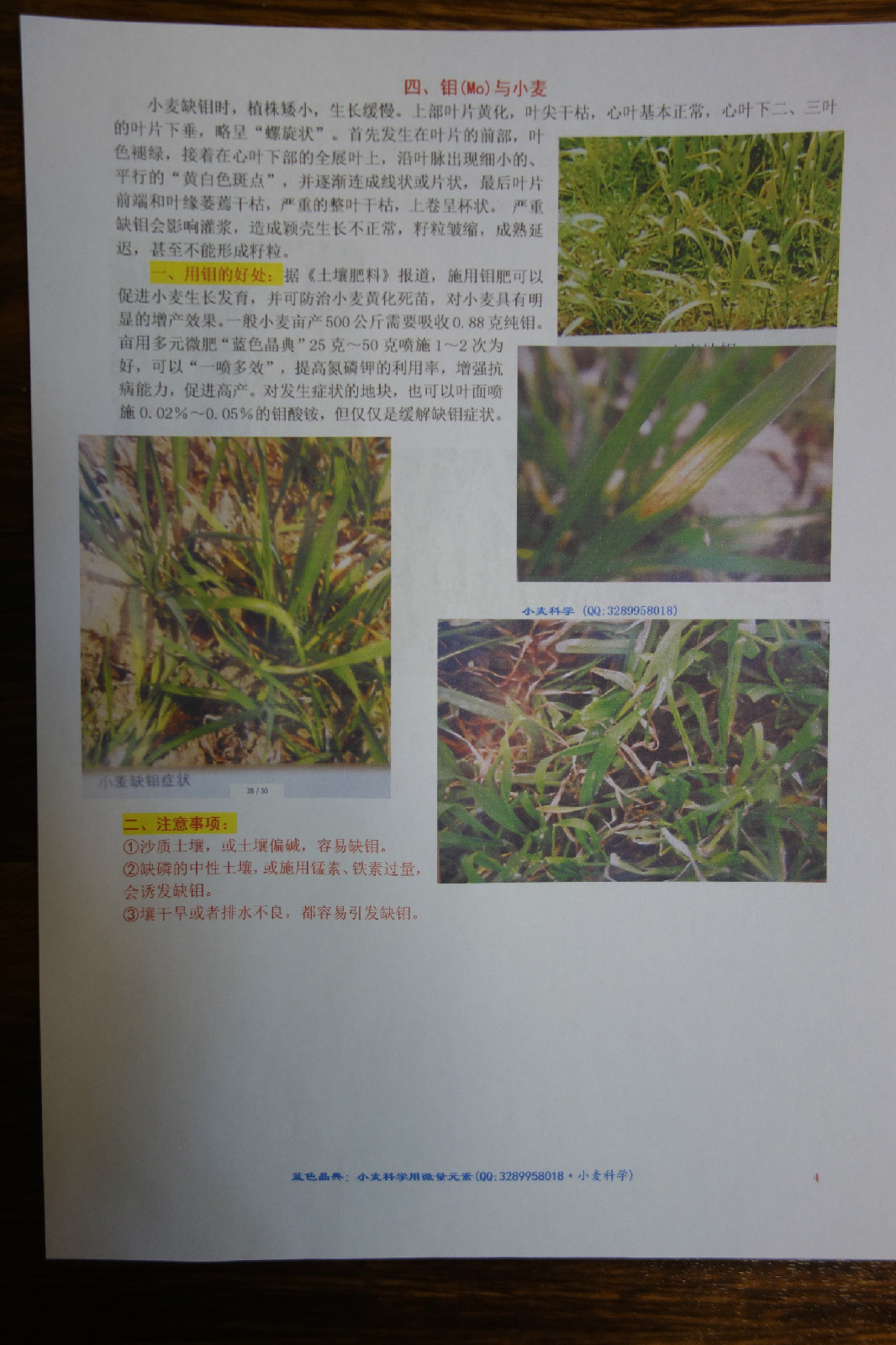 小麦缺素症
