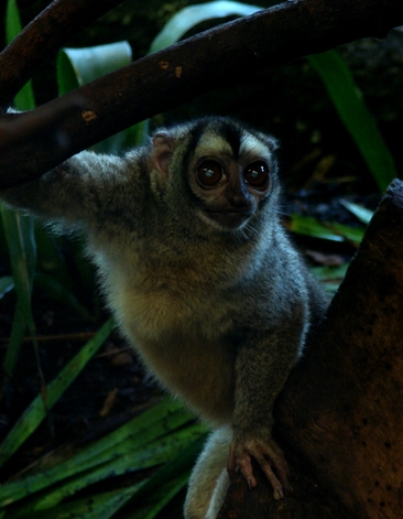  p>夜猴(学名: i>aotus trivirgatus /i>):体长240-370毫米,尾长316