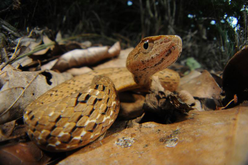  p>紫沙蛇(学名: i>psammodynastes pulverulentus /i>):为游蛇科紫沙