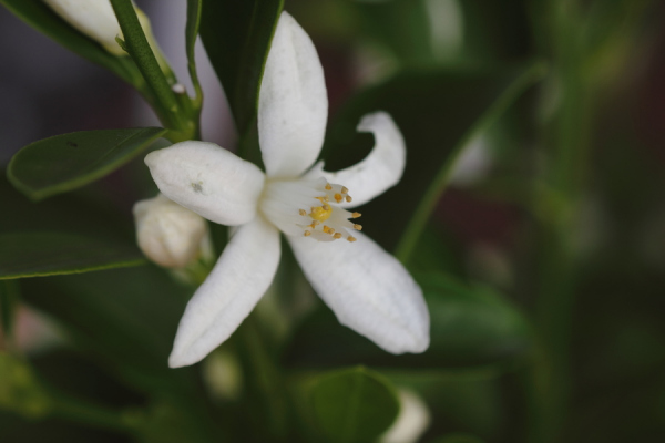 橙花（草本植物）_百度百科