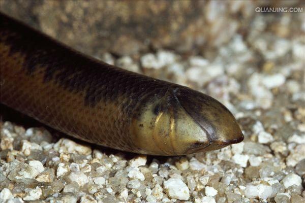  p>大盲蛇(学名: i>typhlops diardii /i>)是盲蛇科,盲蛇属的爬行动物