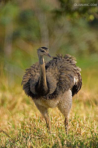  p>大美洲鸵(学名: i>rhea americana /i>)是美洲鸵鸟目美洲鸵鸟科的