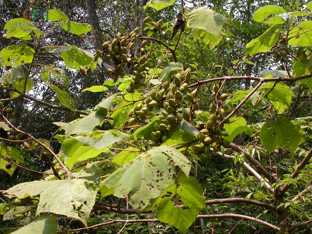 paulowniakawakamii leo.