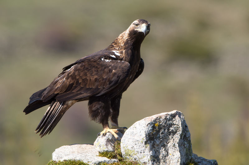 alberti /i>):是大型 a target="_blank" href="/item/猛禽">猛禽 /a>