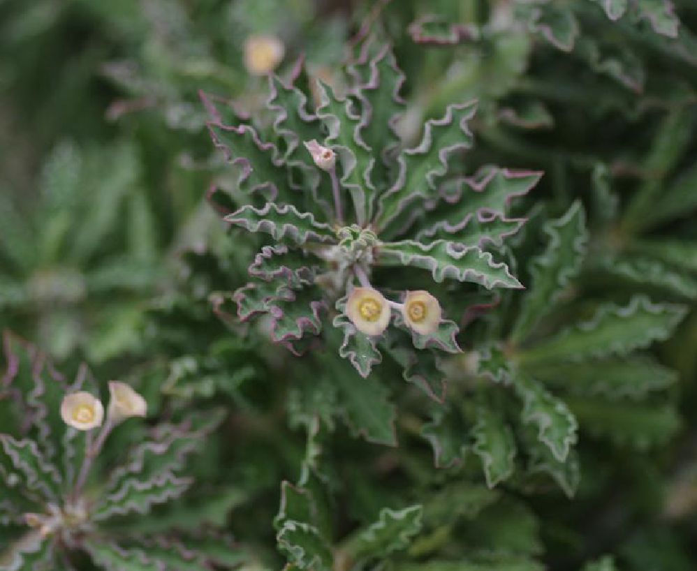  p>皱叶麒麟(学名: i>euphorbia /i>  i>decaryi /i> guillaumin)是