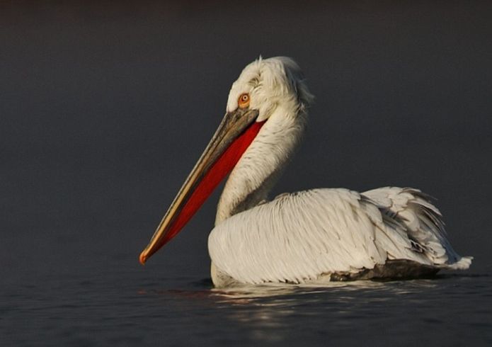  p>卷羽鹈鹕(学名: i>pelecanus crispus /i>)是一种大型的白色水鸟