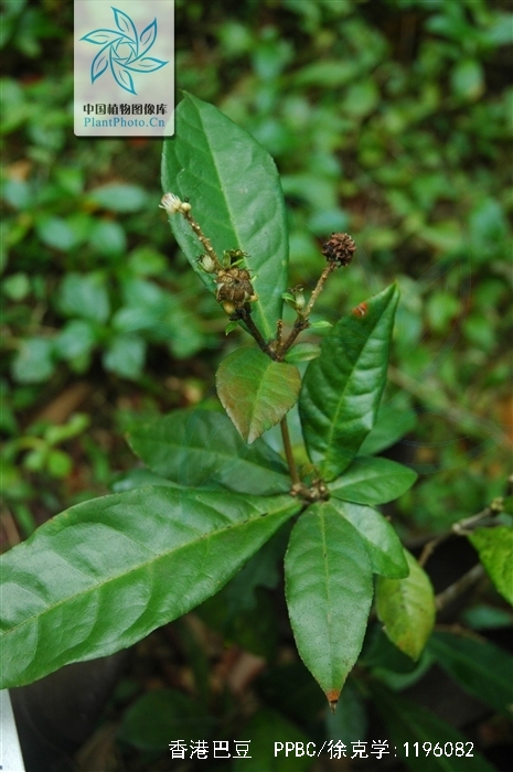  p>香港巴豆(学名:croton hancei), a target="_blank" href="/item