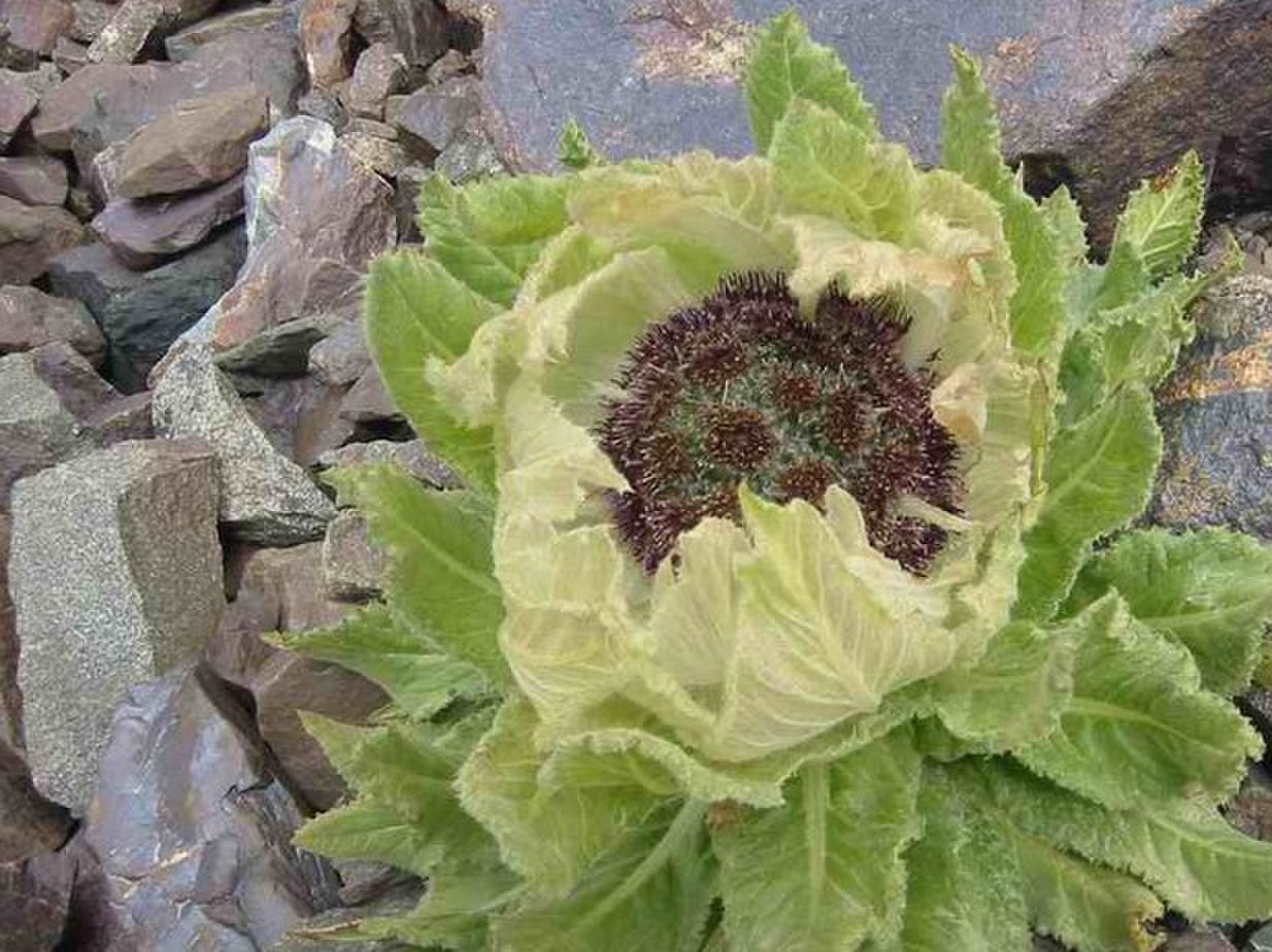  p>天山雪莲,又名"雪荷花",当地维吾尔语称其为" a target="_blank"