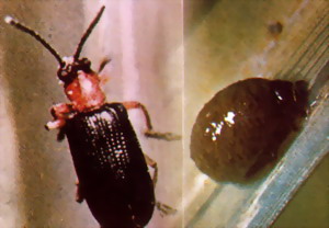 稻负泥虫又名背屎虫,在山区或丘陵区稻田发生较多,主要为害水稻秧苗.