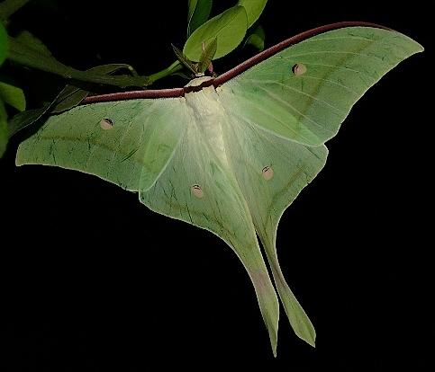 >双子叶植物纲 /a>, a target="_blank" href="/item/伞形目/6853822"