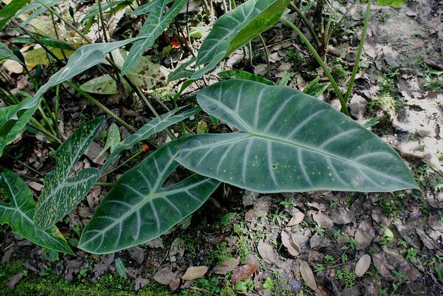  p>箭叶海芋(学名: i>alocasia longiloba  /i>miq.