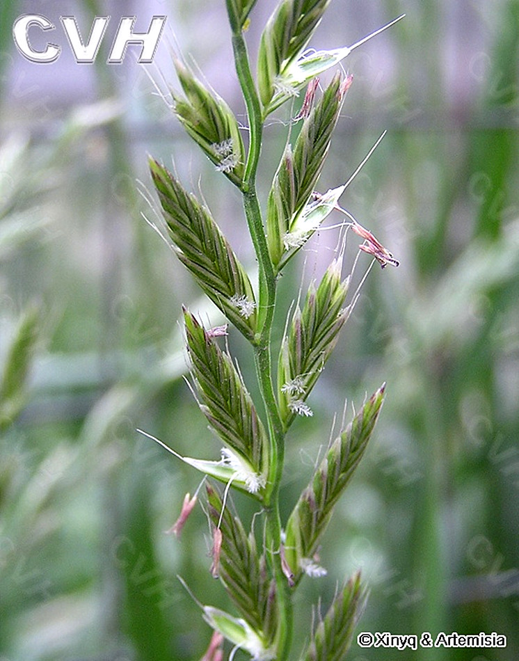  p>早熟禾(学名: i>poa annua /i> l.