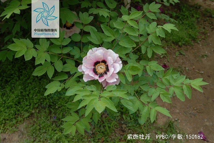  p>紫斑牡丹(学名: i>paeonia suffruticos /i>a andr. var.