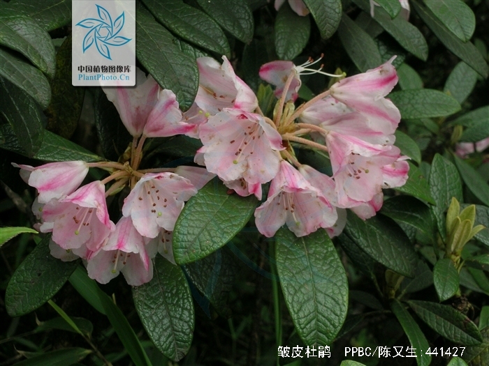  p>皱皮杜鹃(学名: i>rhododendron wiltonii /i> hemsl. et wils.