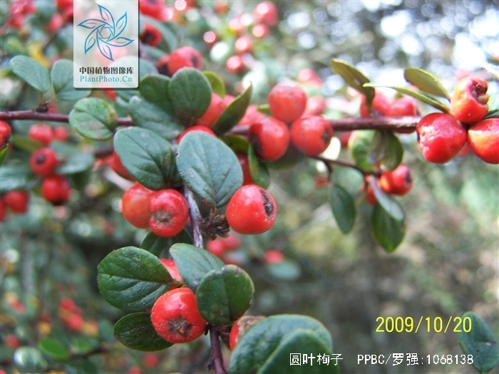 是蔷薇科栒子属植物,常绿灌木,高达4米;枝条开展,小枝灰褐色至黑褐色