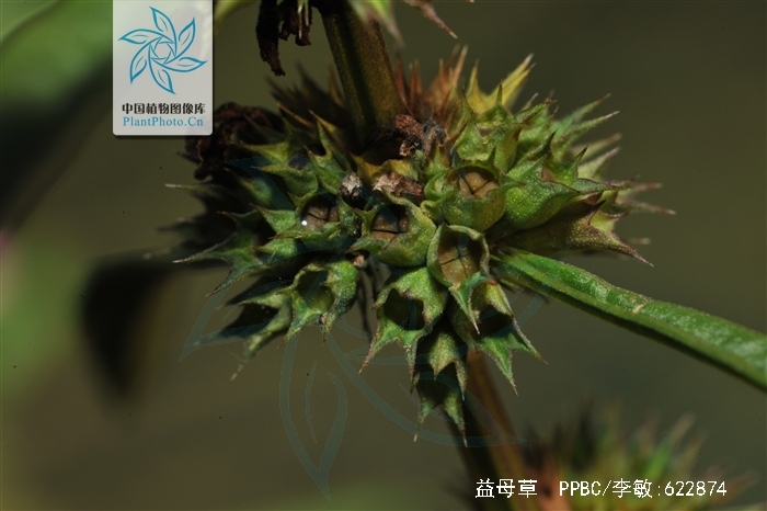  p>益母草,又名: a target="_blank" href="/item/蓷/6805439" data