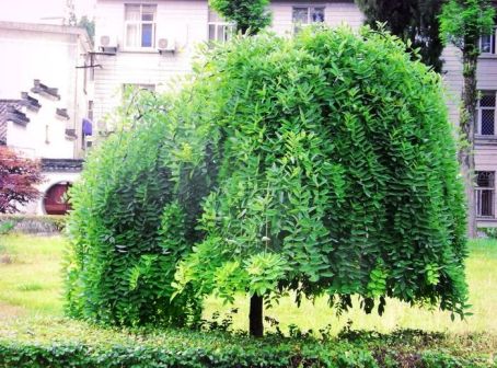 常青树（常青植物）_百度百科