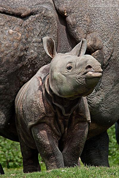  p>印度犀(学名: i> /i> i>rhinoceros unicornis /i>):体长2.1-4.