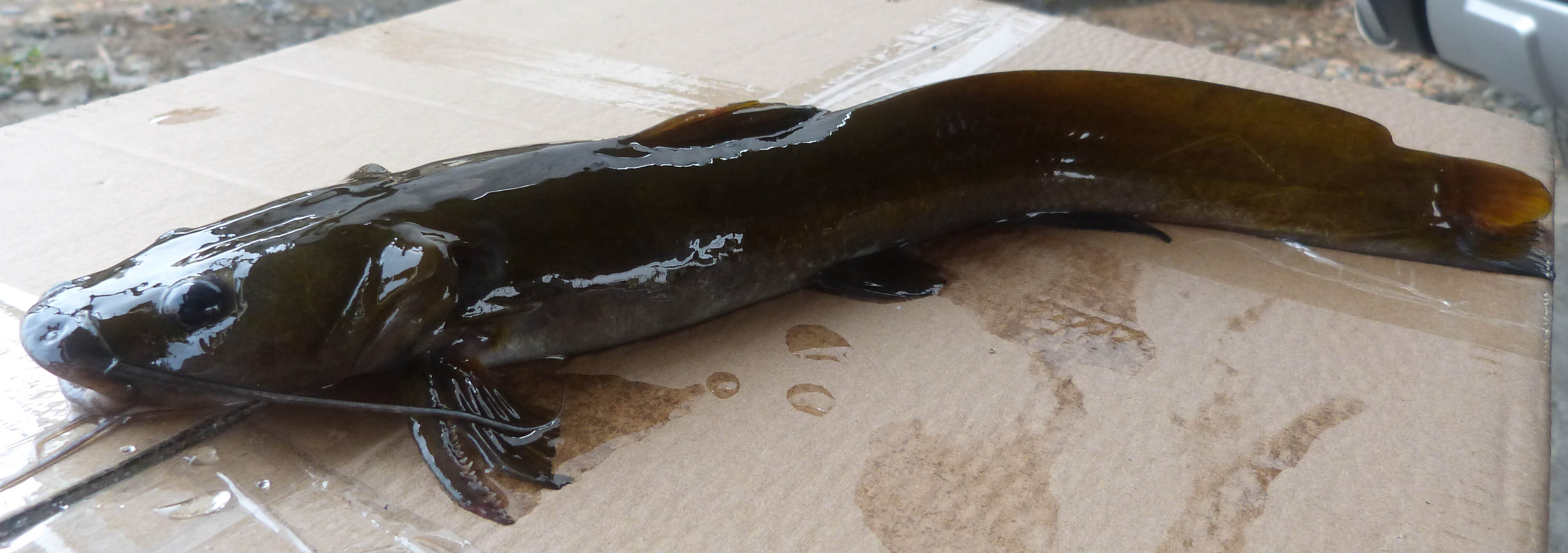  p>大鳍鳠(学名: i>hemibagrus macropterus /i>)是鲿科,鳠属鱼类.