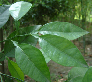  p>复叶(compound leaf)是由多数小叶组成,如与同等大小的 a target="