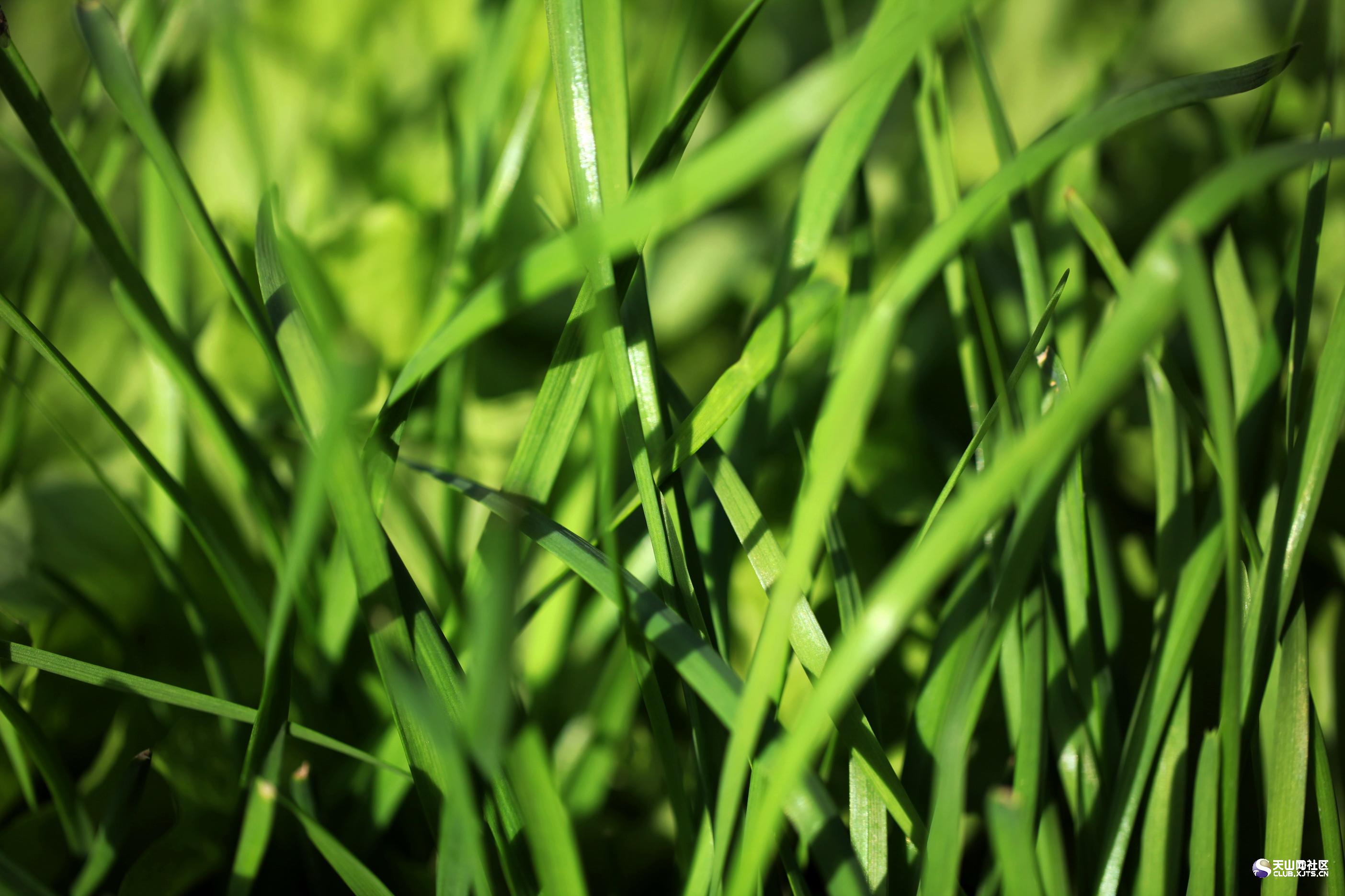  /i>)别名:丰本,草钟乳,起阳草,懒人菜,长生韭,壮阳草,扁菜等;属 a