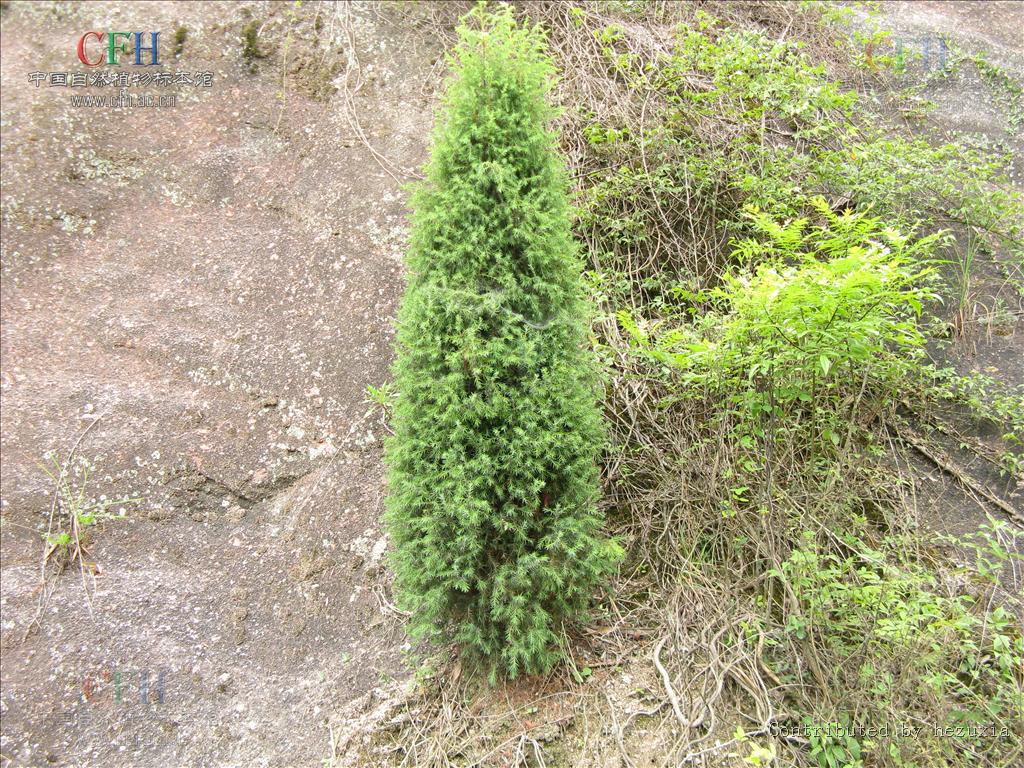  p>刺柏属,分布于北温带,我国产刺柏j.