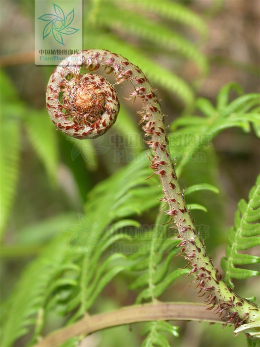为真蕨目 a href="#" data-lemmaid="5250961">里白属 /a>下的植物