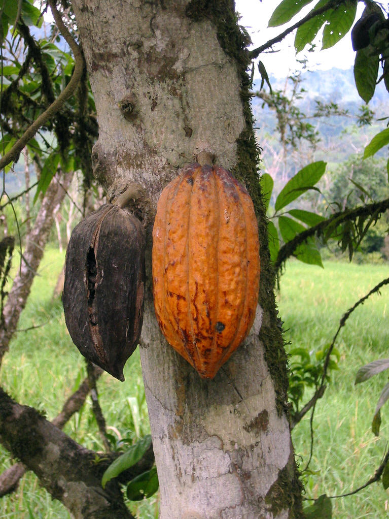  p>可可(学名: i>theobroma cacao /i> l.