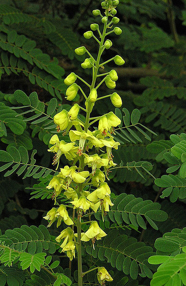  p data-id="gnwlwuzv0j">云实( i>caesalpinia