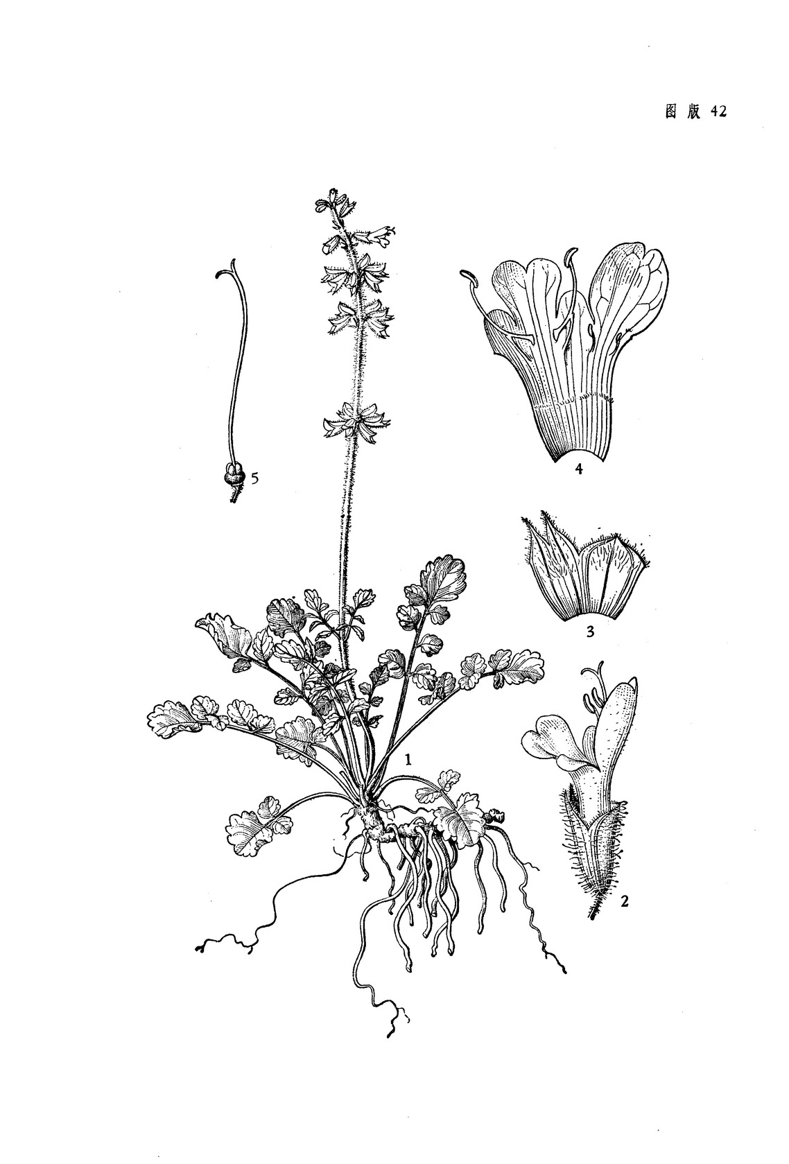 五福花鼠尾草