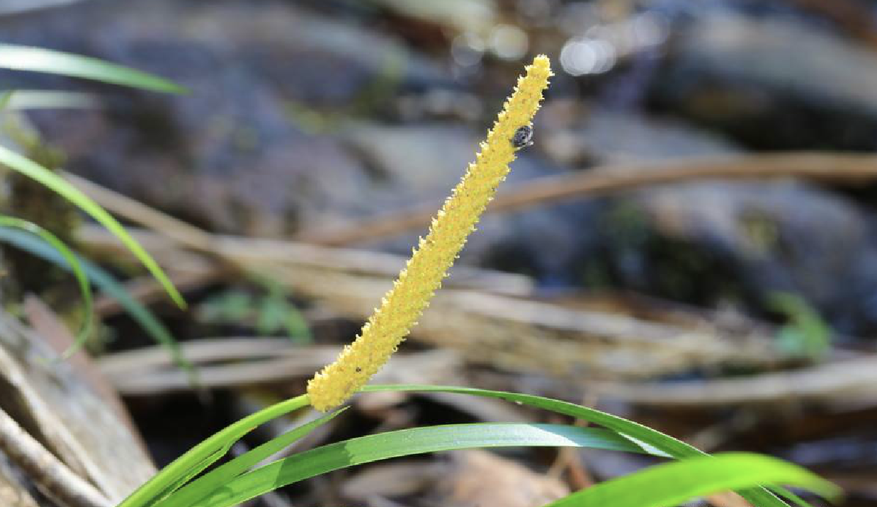  p>金钱蒲(学名: i>acorus /i>  i>gramineus /i> aiton)是天南星科