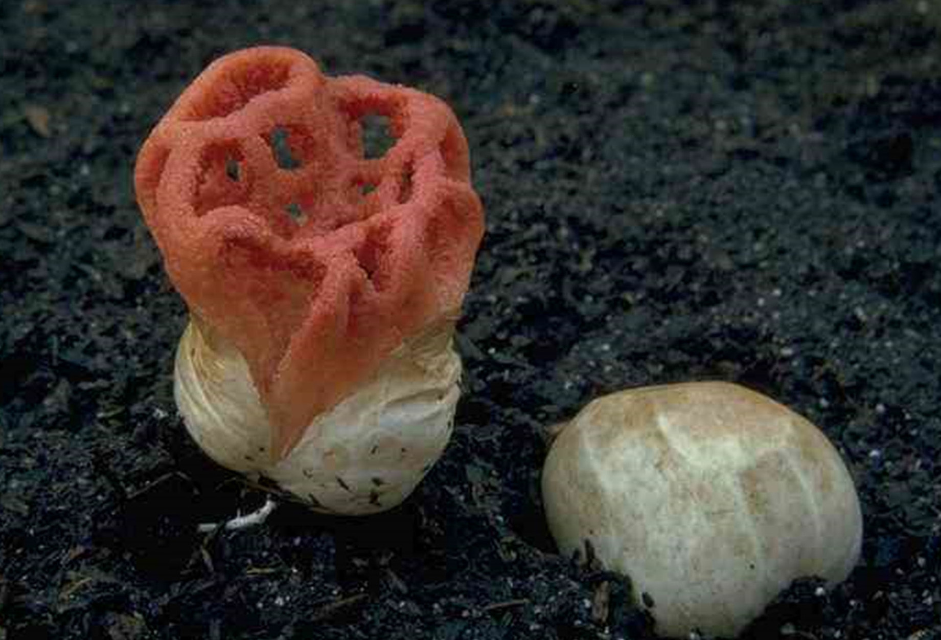  p>红笼头菌(clathrus ruber)是 a href="#" data-lemmaid="9223623">