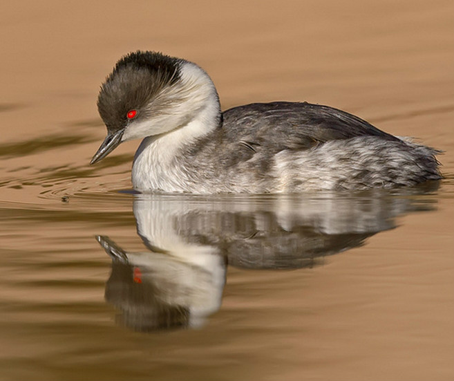  p>银鸊鷉(学名: i>podiceps occipitalis /i>):是一种 a target="